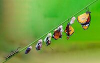 Differing stages of life from caterpillar to cocoon to butterfly