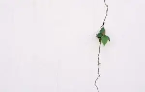 young plant growth on the crack wall