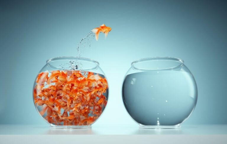 Goldfish jumping from bowl full of fish to empty fishbowl