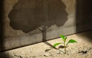 New Green Sprout Plant Growth in Cracked Concrete and Shading a Big Tree Shadow on the Concrete