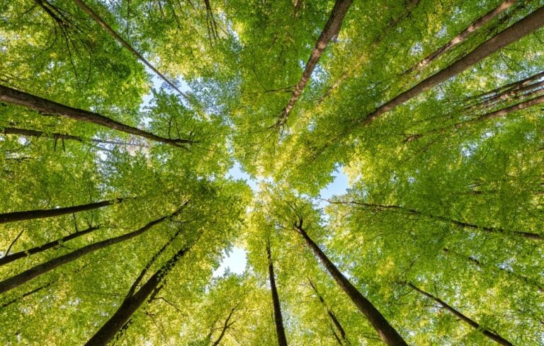 green canopy observed from below the trees