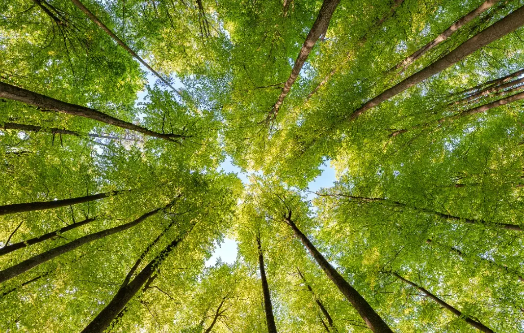 green canopy observed from below the trees