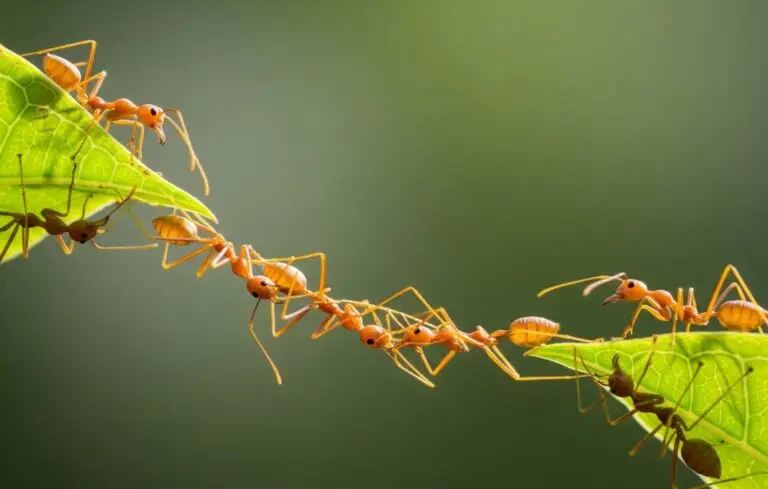 Ant bridge
