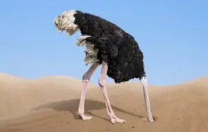 scared ostrich burying its head in sand concept