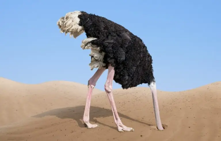 scared ostrich burying its head in sand concept