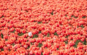Spring tulip fields in Holland, Netherlands. One white tulip in a field of red tulips.