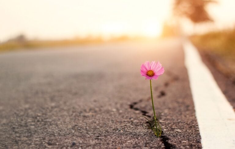 Close up, Pink flower growing on crack street sunset background