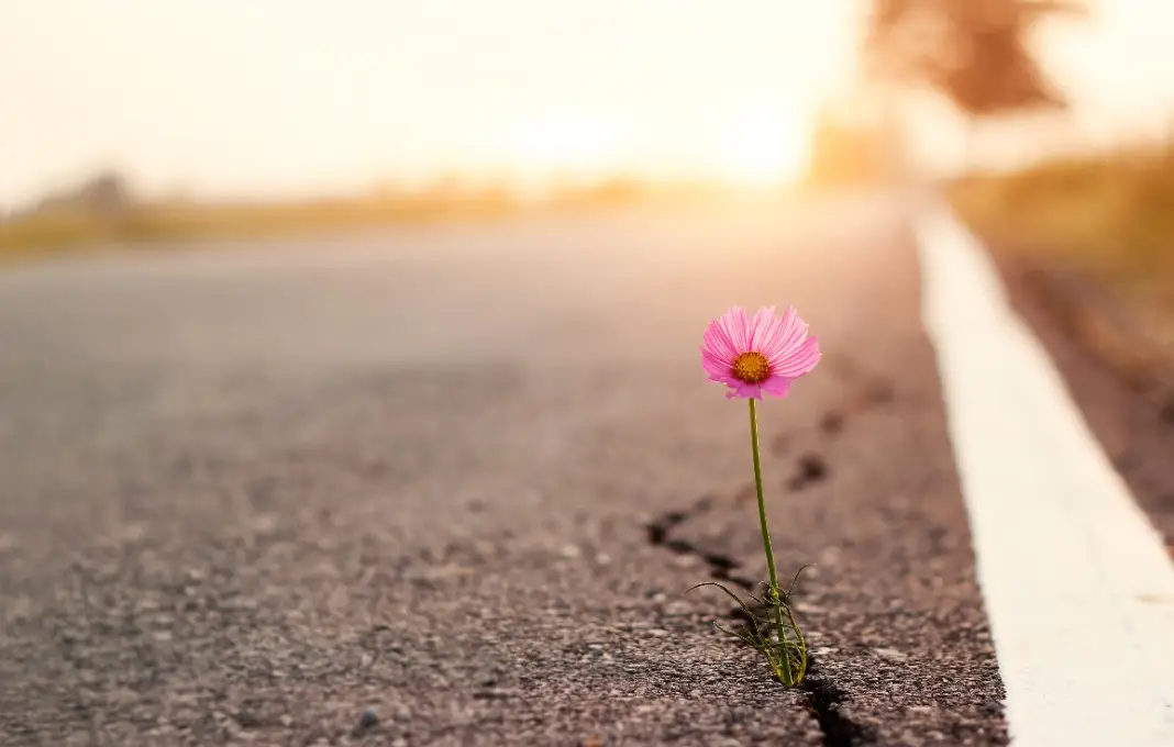 Close up, Pink flower growing on crack street sunset background